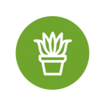 cultiver la plante d'aloe vera